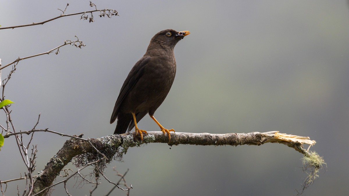 Sooty Thrush - John Andersen