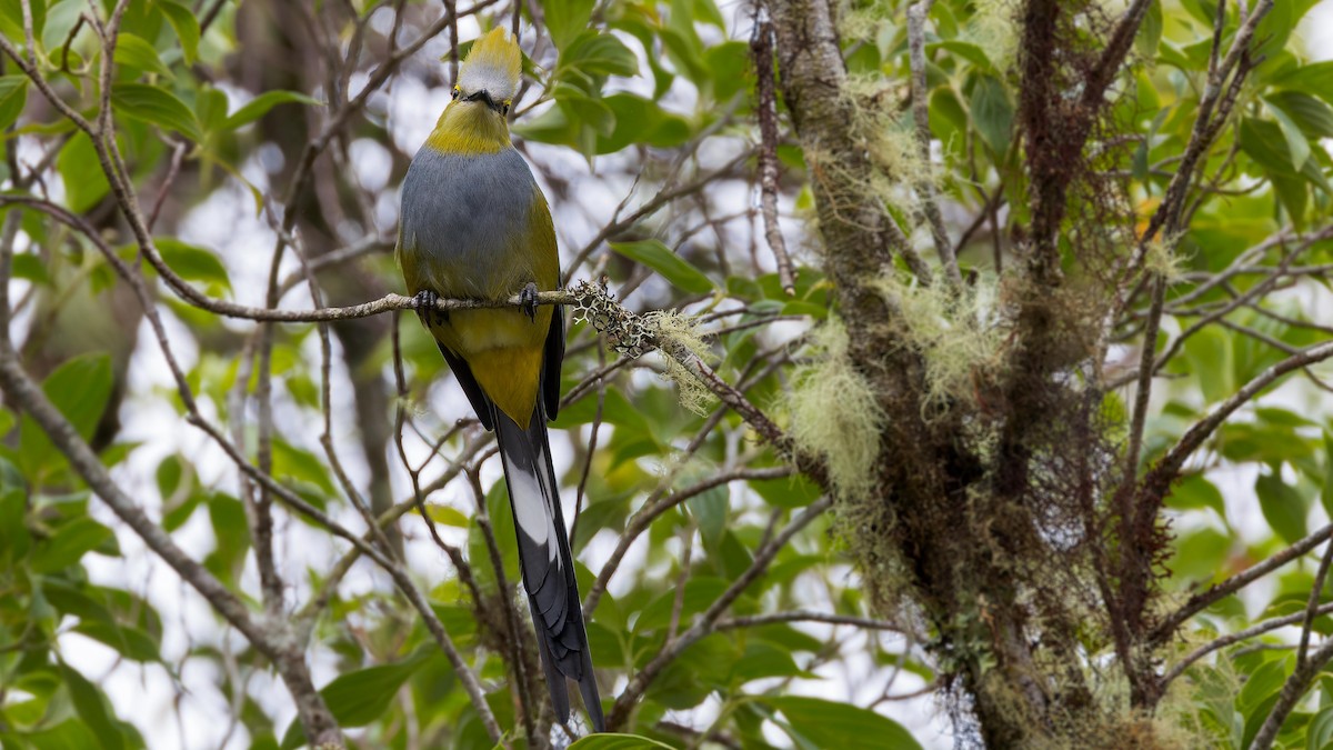 Long-tailed Silky-flycatcher - John Andersen