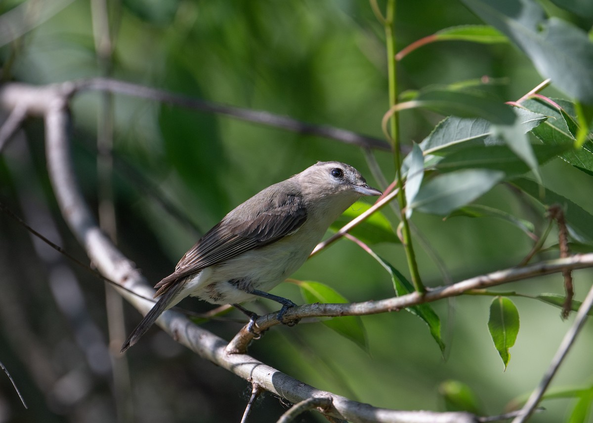 Warbling Vireo - Sheila and Ed Bremer