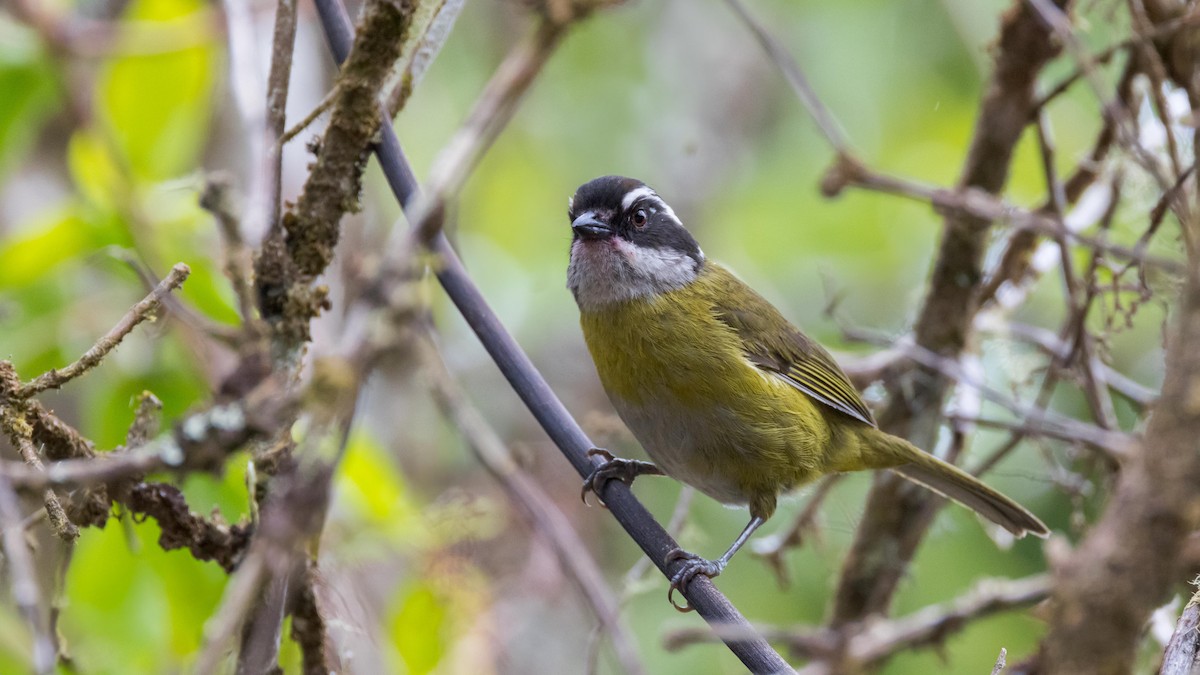 Sooty-capped Chlorospingus - John Andersen