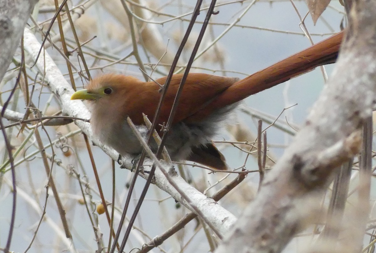 Squirrel Cuckoo - Phil Gunson