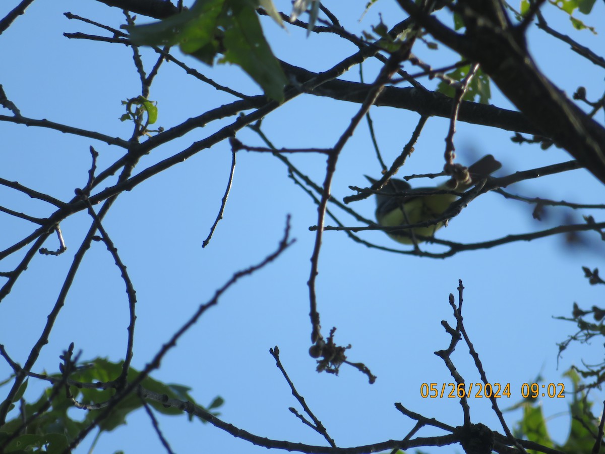 Great Crested Flycatcher - ML619618251