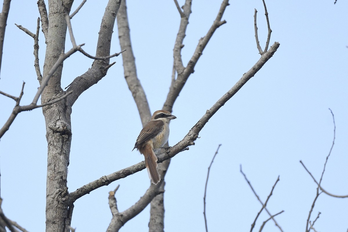 Brown Shrike - Debankur  Biswas