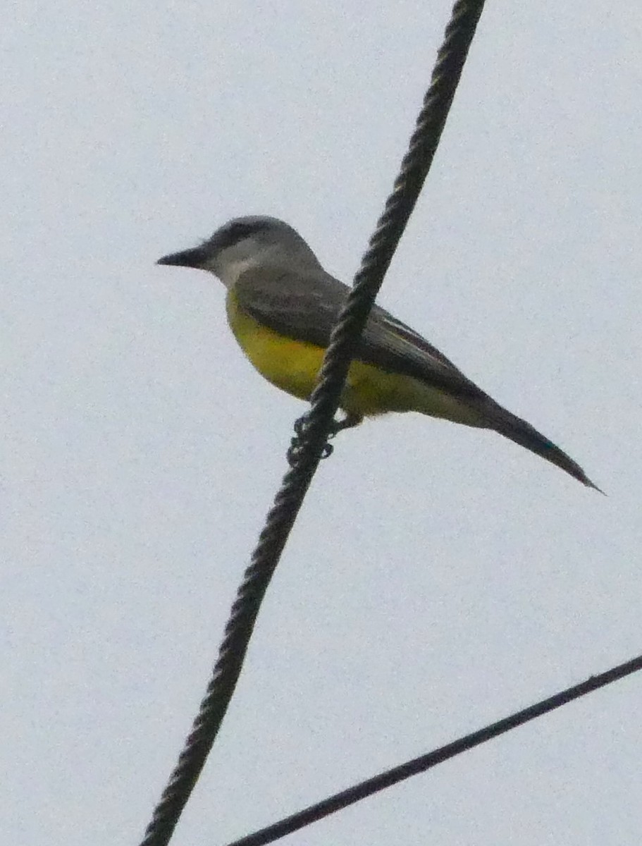 Tropical Kingbird - Phil Gunson