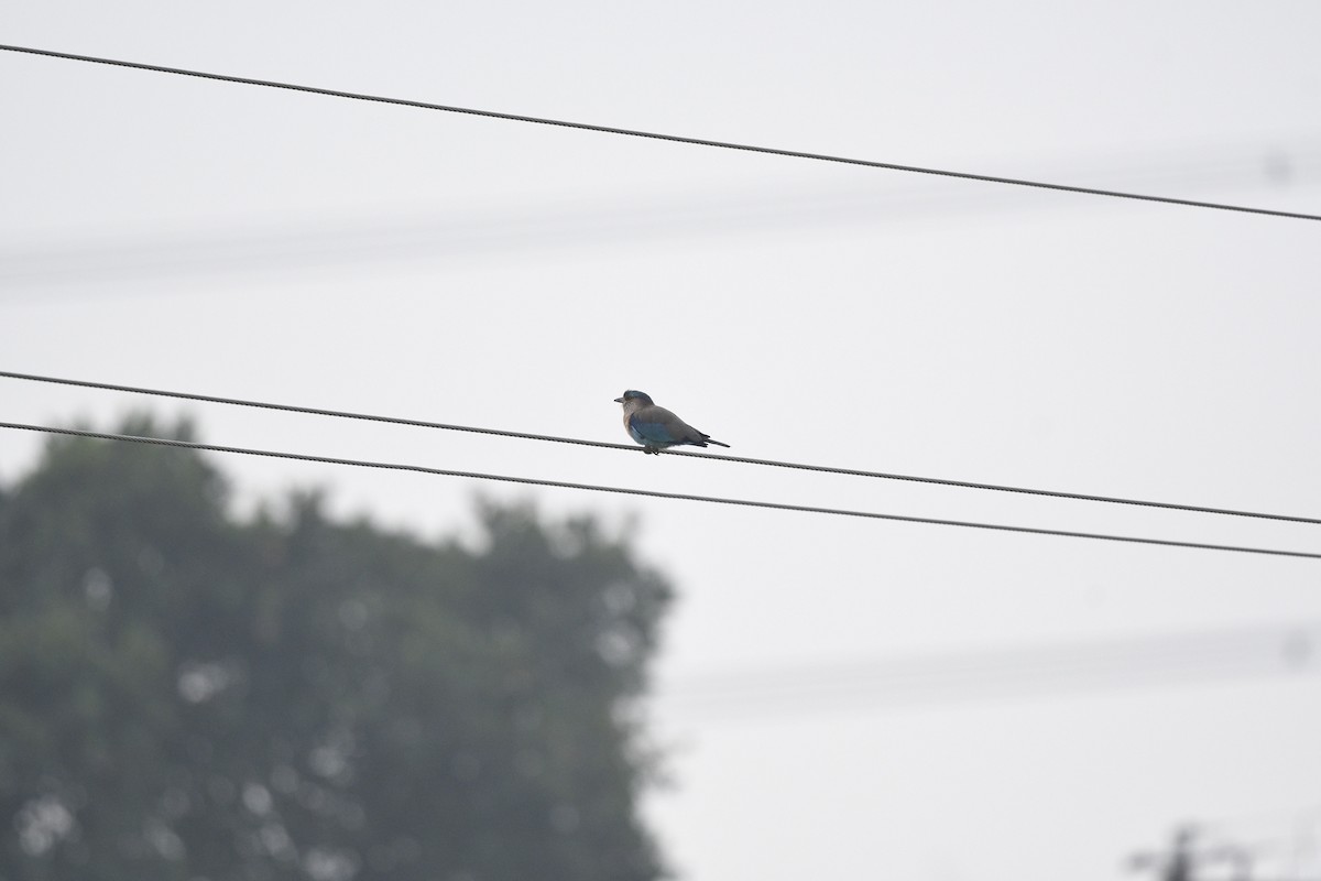 Indian Roller - Debankur  Biswas