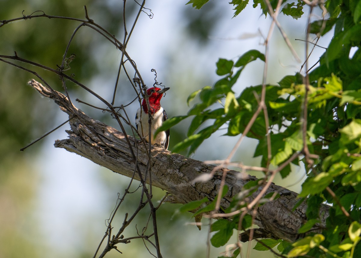 Red-headed Woodpecker - Sheila and Ed Bremer