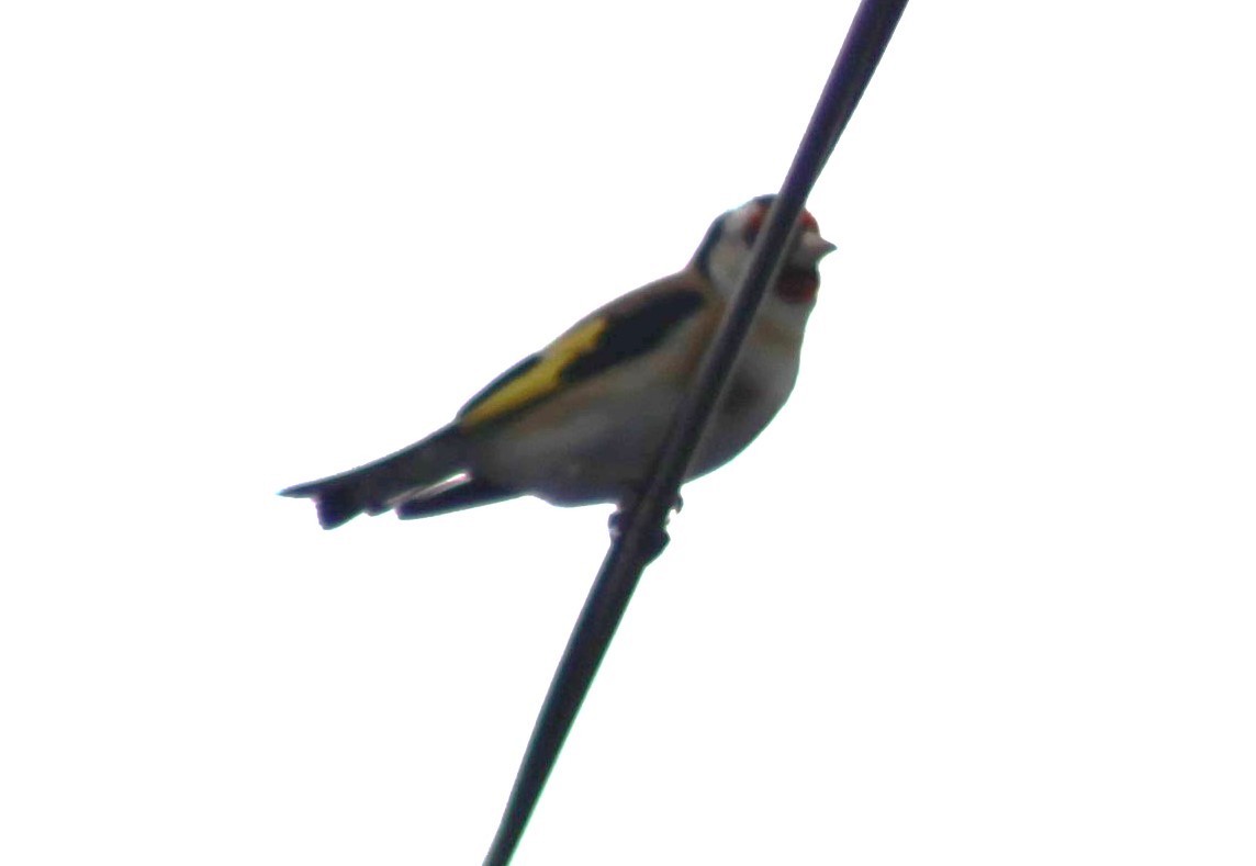 European Goldfinch - Debi Watson