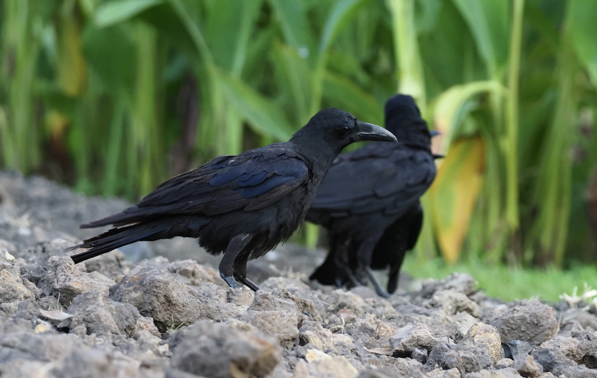 Large-billed Crow - 芳色 林