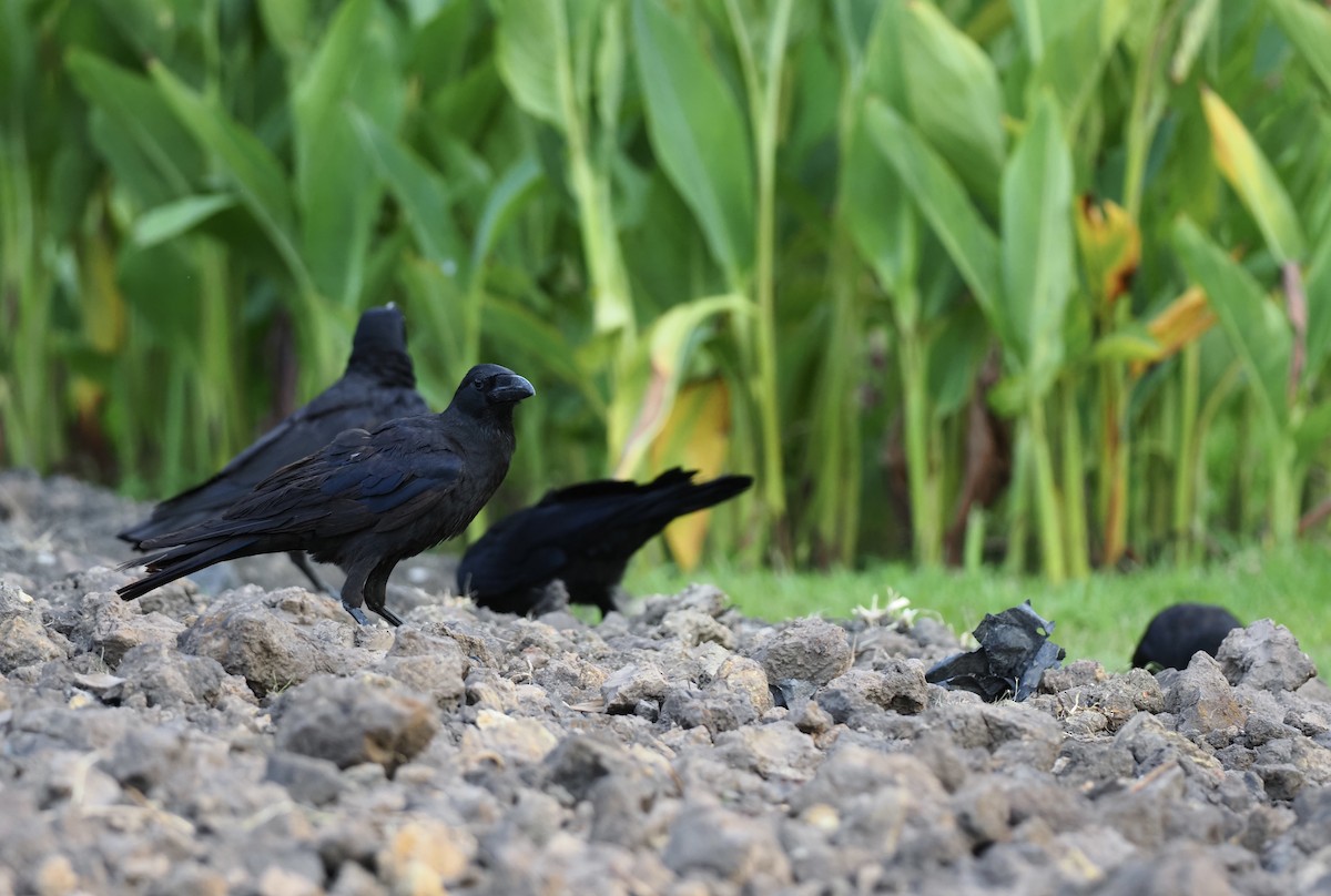 Large-billed Crow - 芳色 林