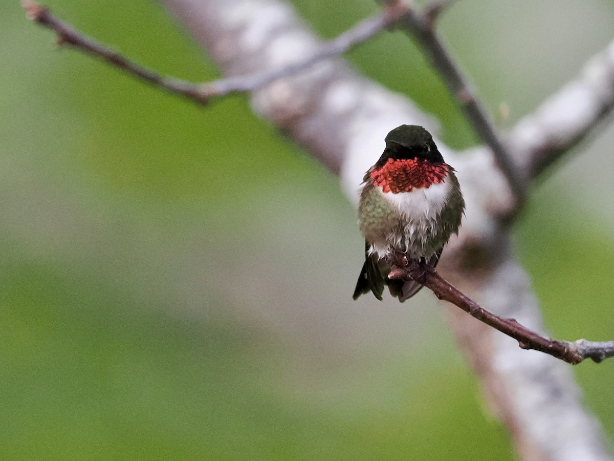 Ruby-throated Hummingbird - June Smith