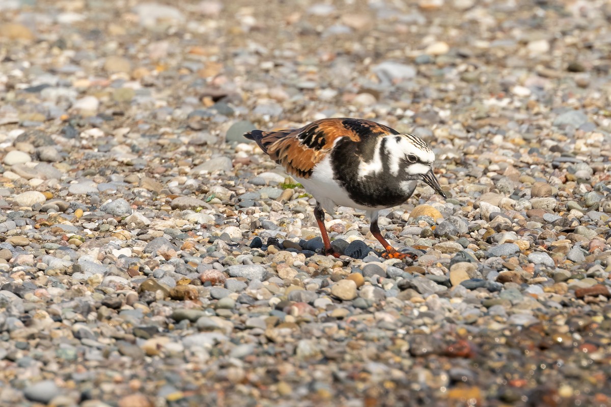 Ruddy Turnstone - Ric mcarthur