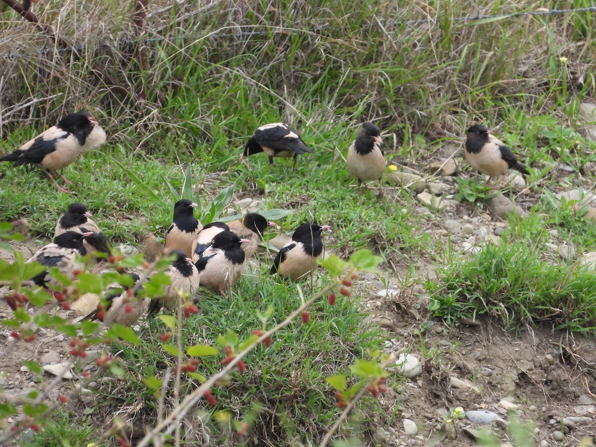 Rosy Starling - Josip Turkalj