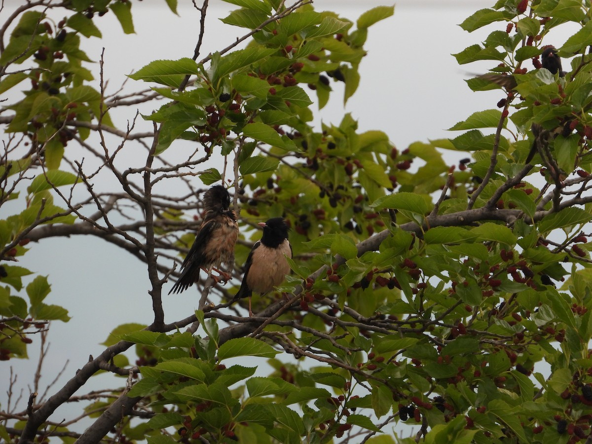 Rosy Starling - Josip Turkalj