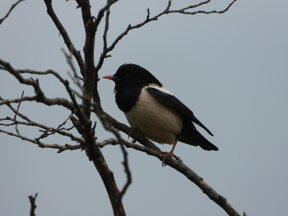 Rosy Starling - Josip Turkalj