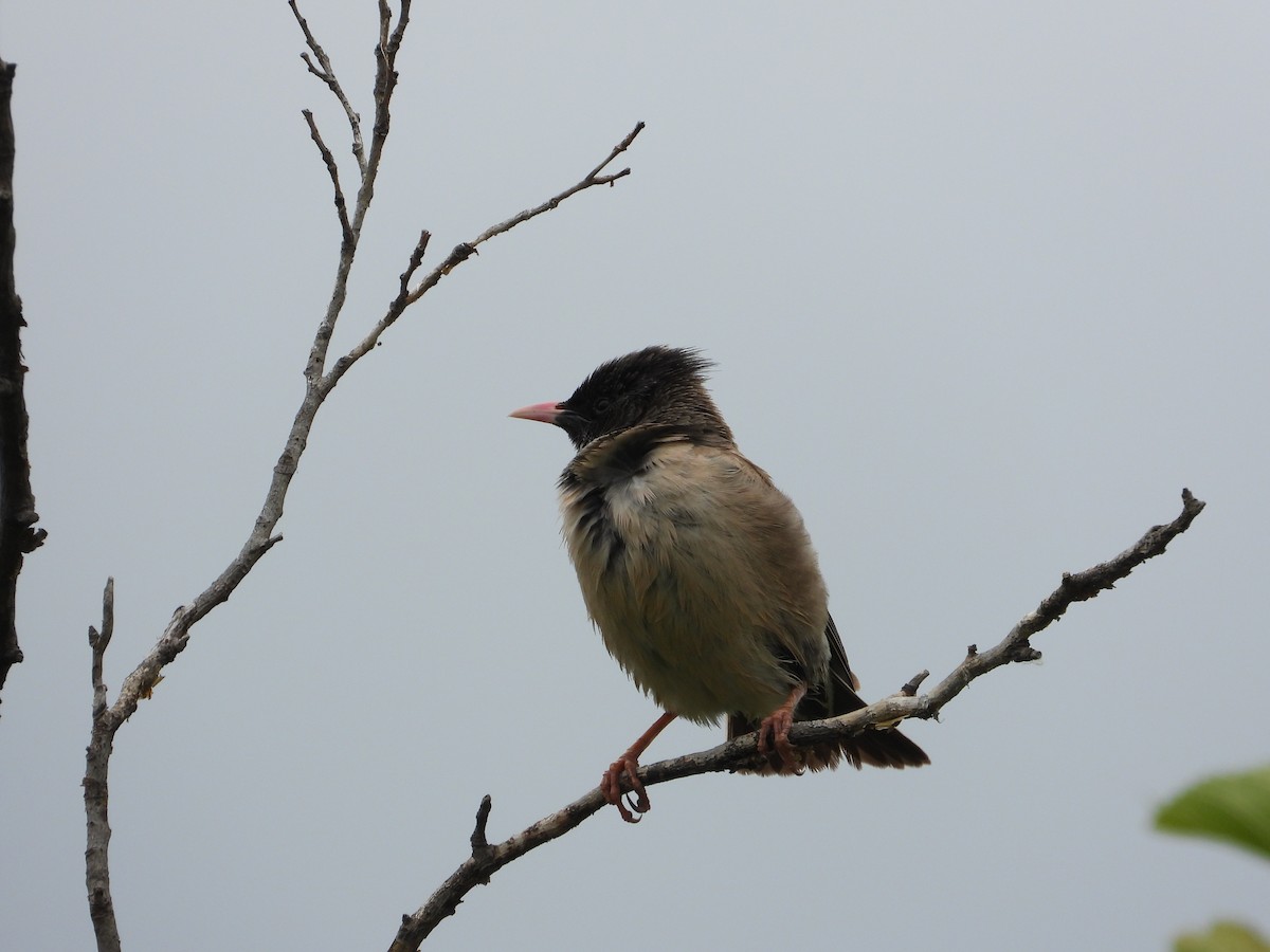 Rosy Starling - Josip Turkalj