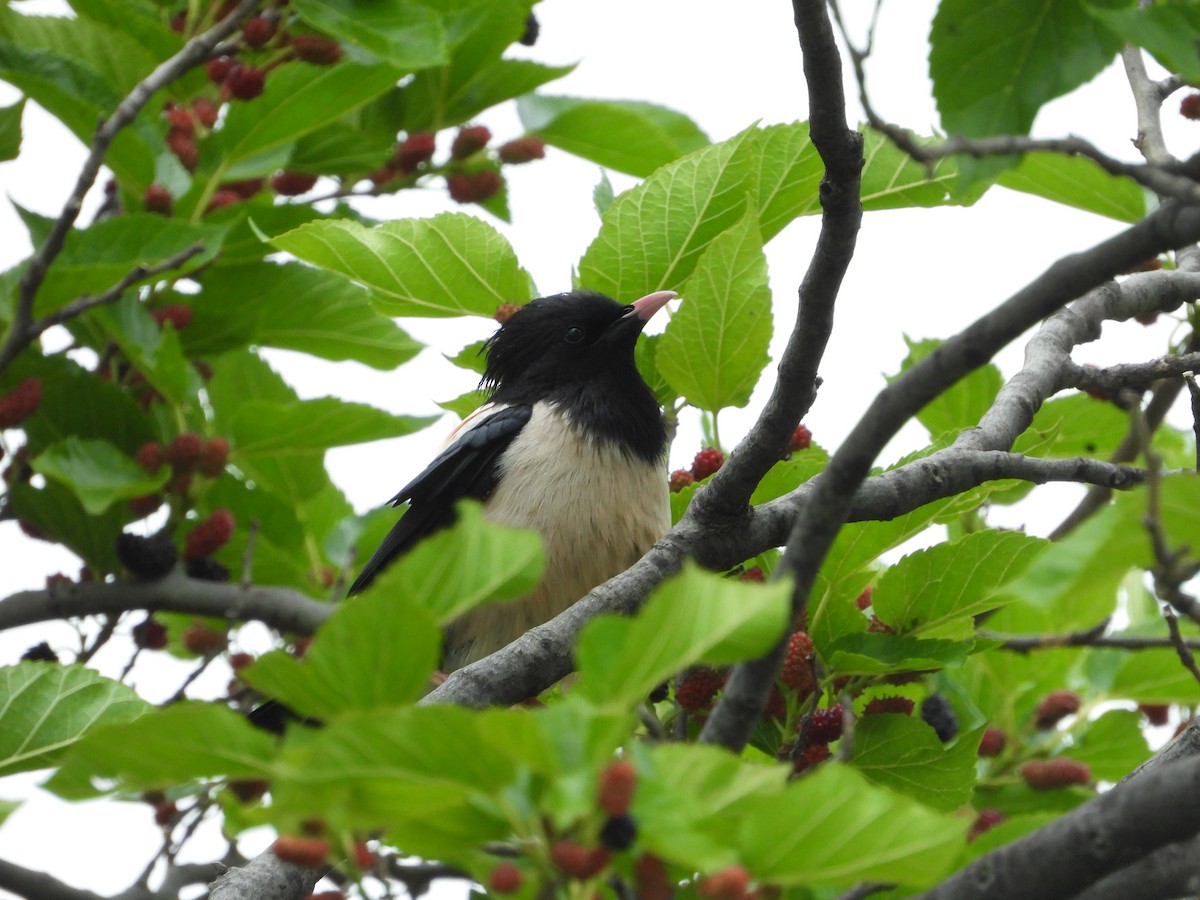 Rosy Starling - Josip Turkalj