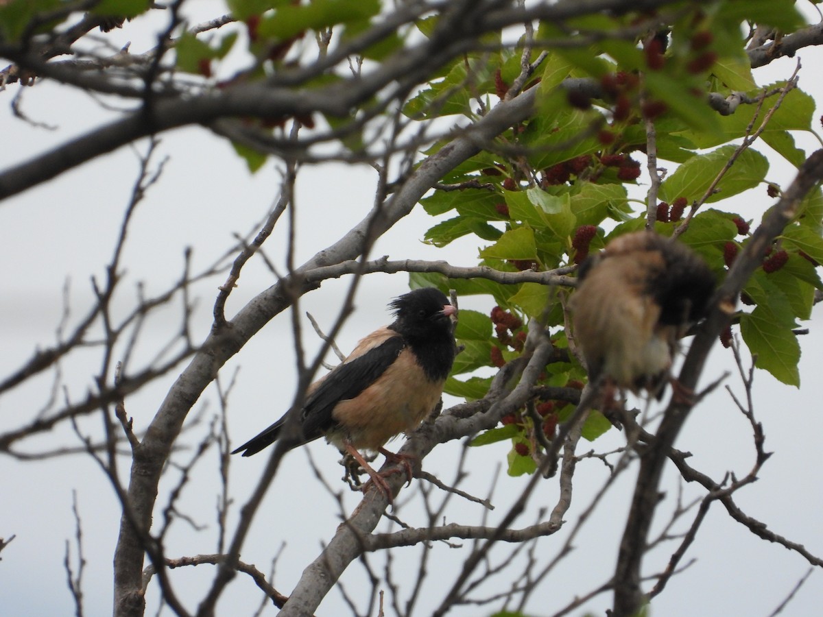 Rosy Starling - ML619618313