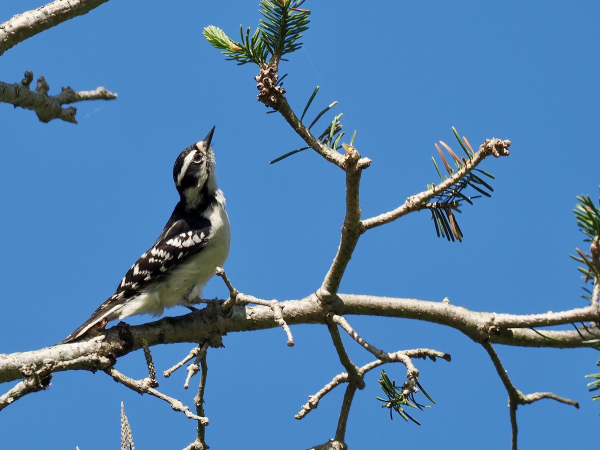 Downy Woodpecker - ML619618316