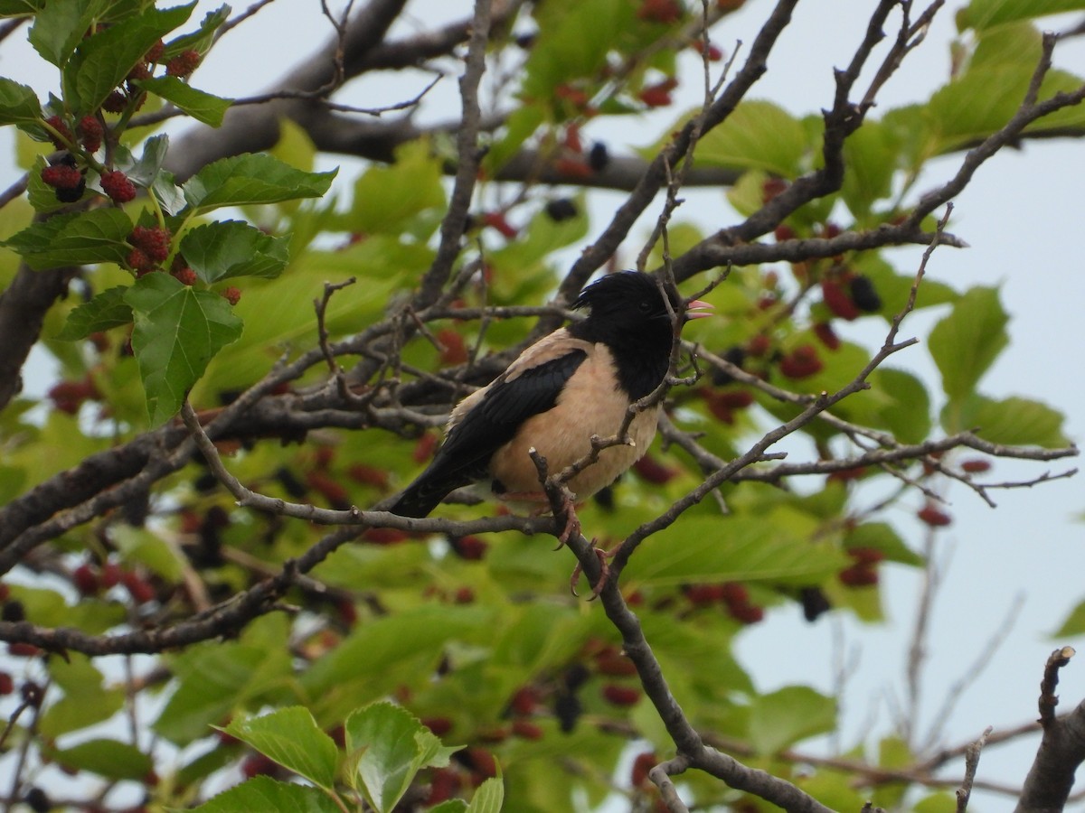 Rosy Starling - ML619618317