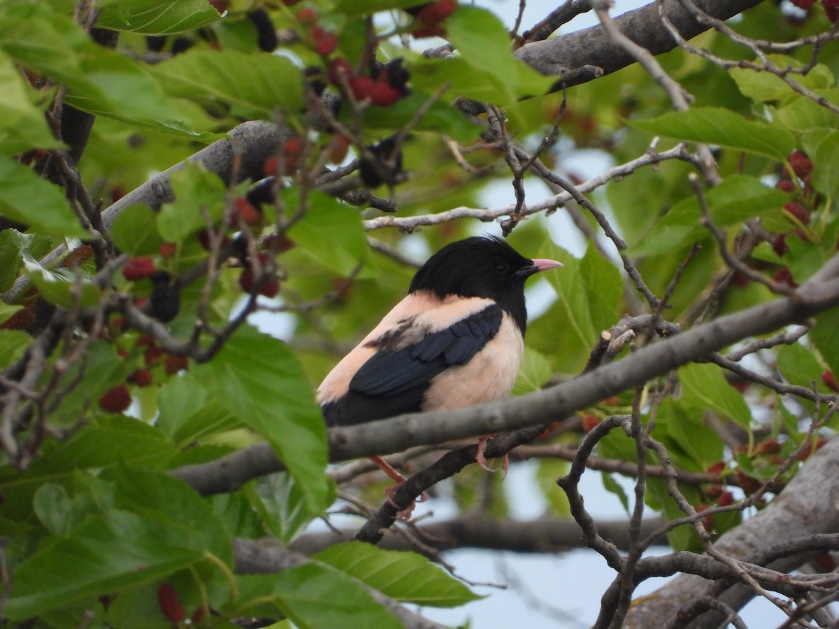 Rosy Starling - Josip Turkalj