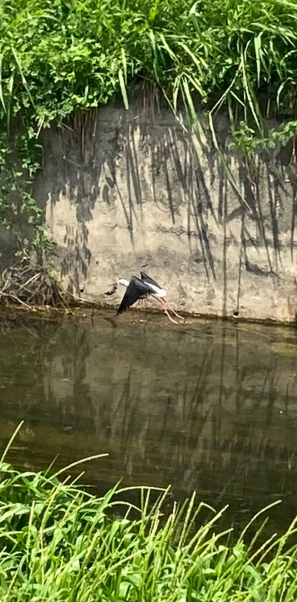 Black-winged Stilt - Anonymous