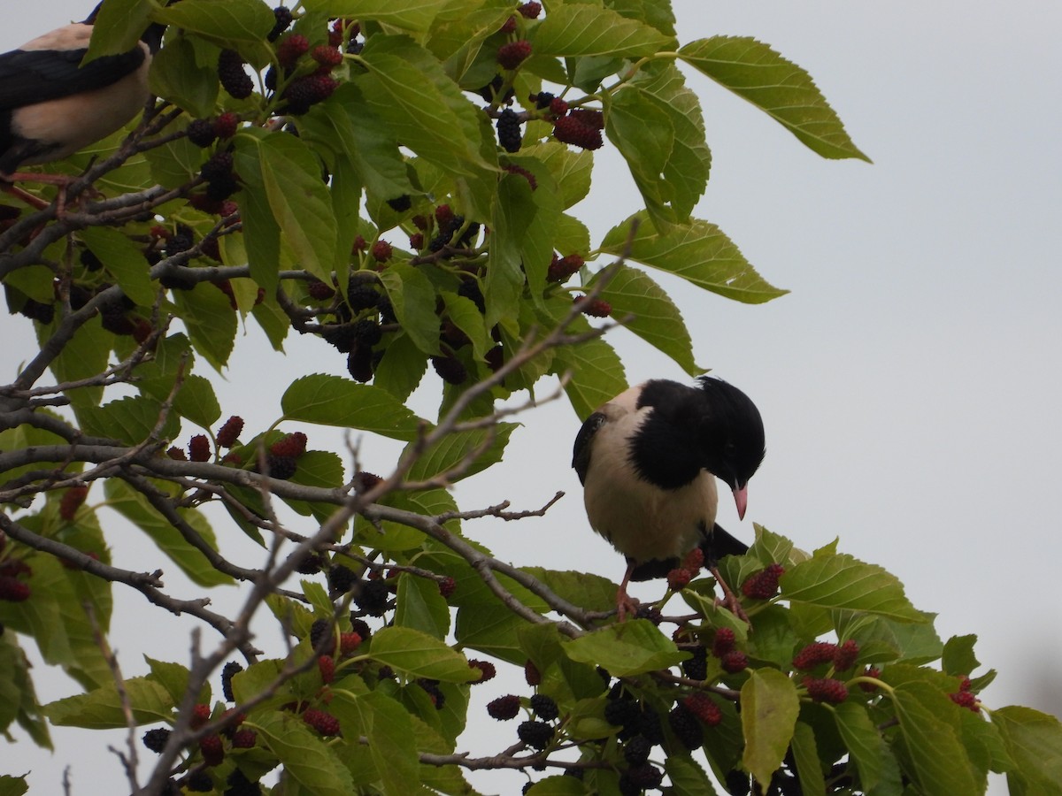 粉紅椋鳥 - ML619618321