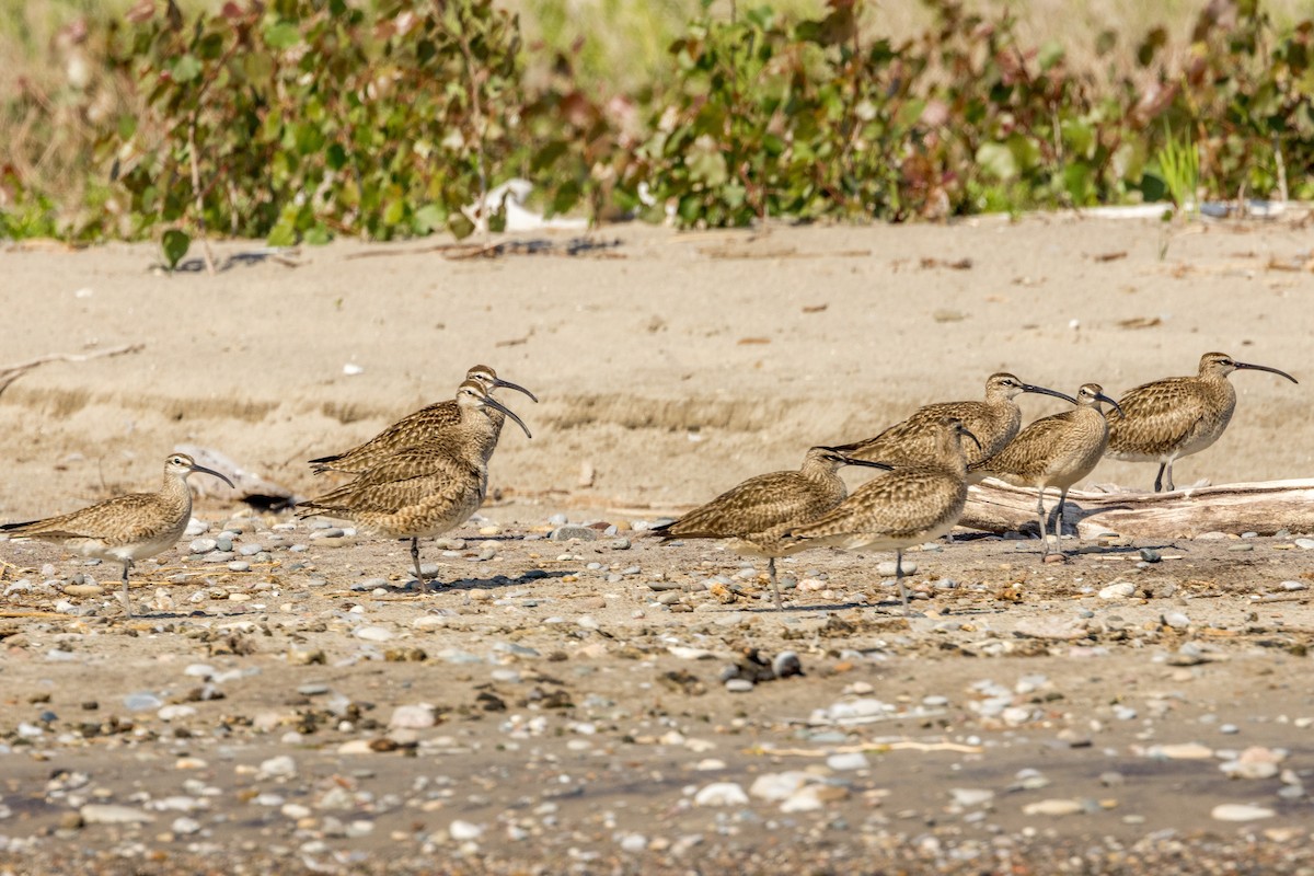 Whimbrel - Ric mcarthur