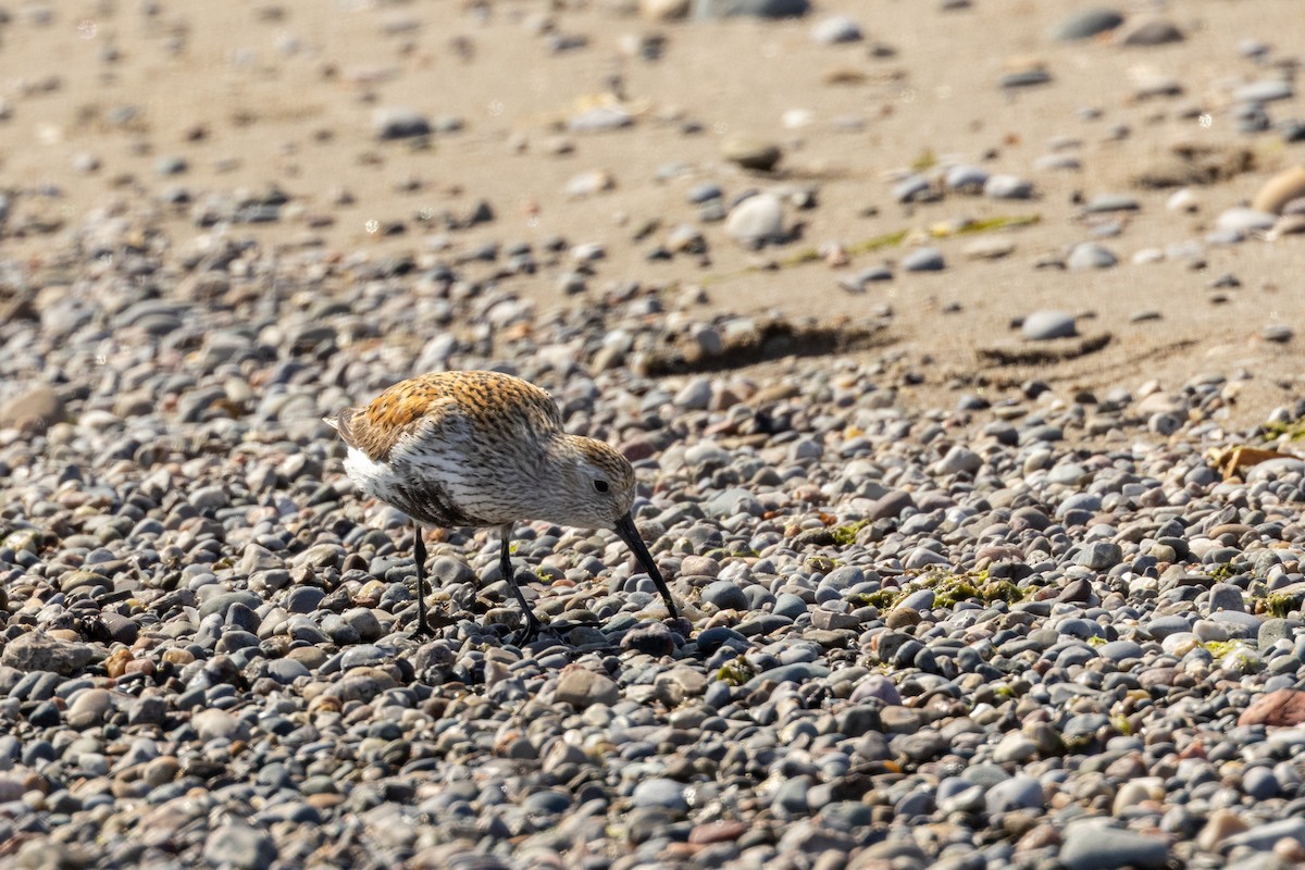 Dunlin - Ric mcarthur