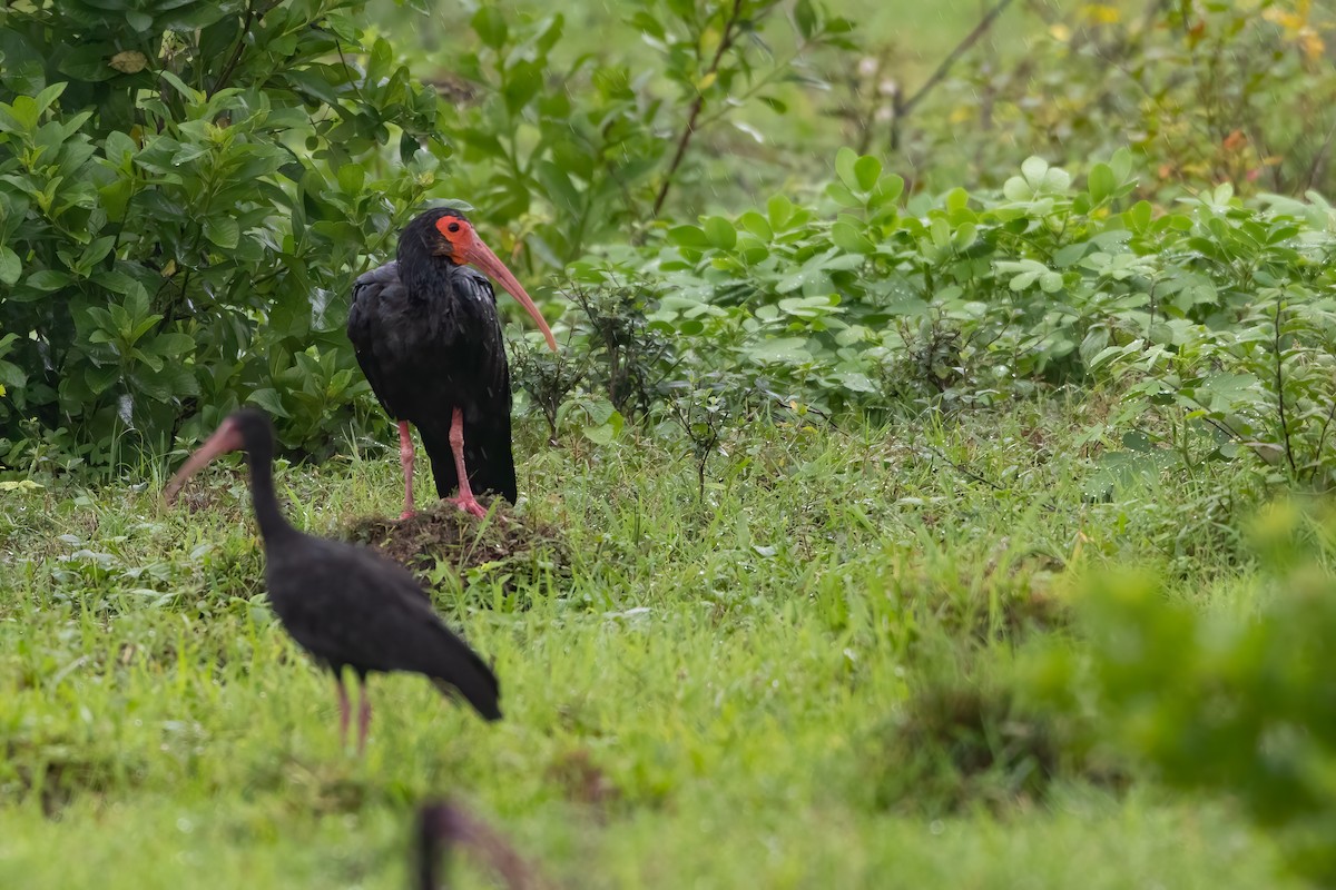 Sharp-tailed Ibis - Jhonathan Miranda - Wandering Venezuela Birding Expeditions