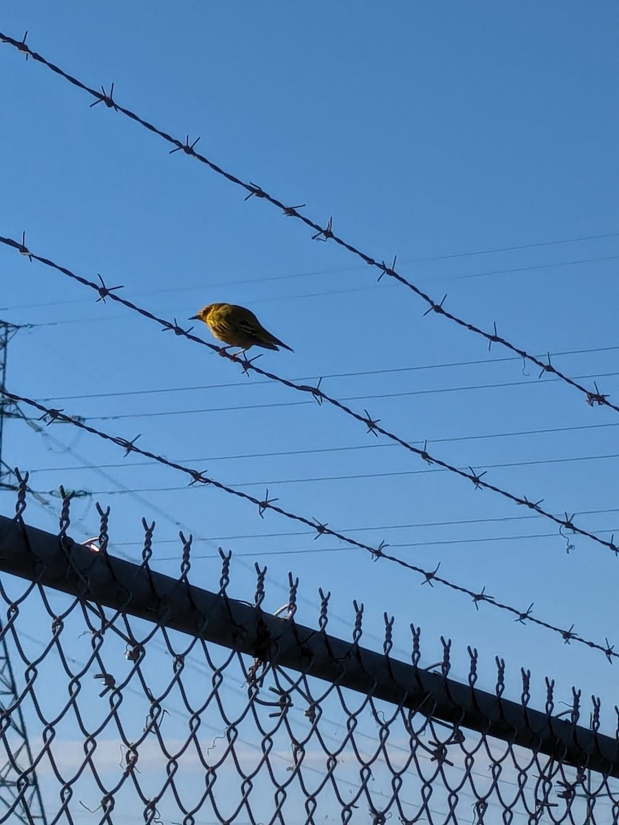 Yellow Warbler - Raymond Belhumeur