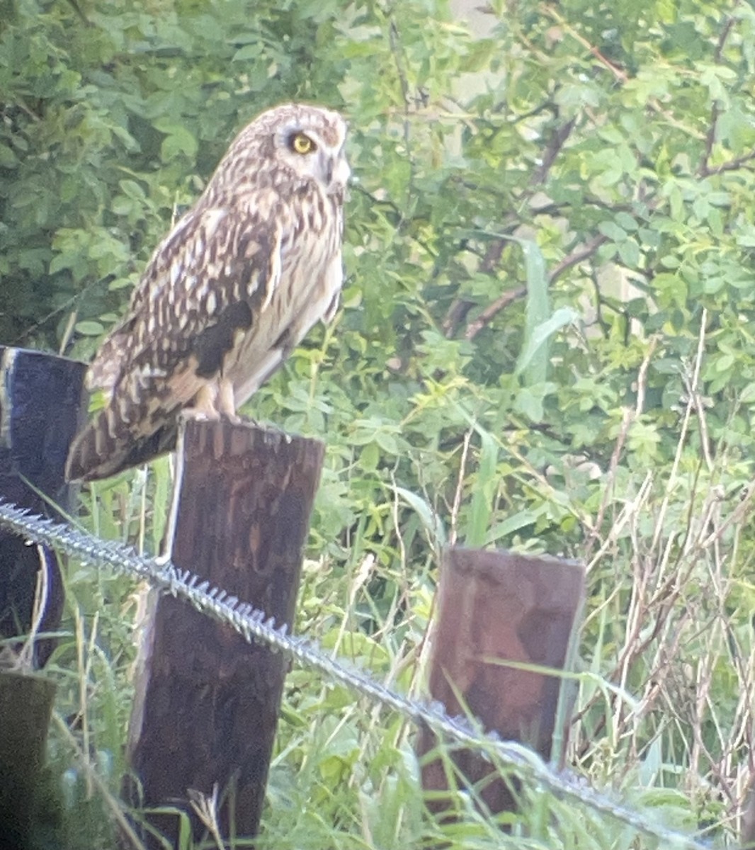 Short-eared Owl - Chris Bradshaw