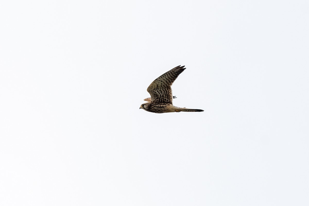 Eurasian Kestrel - Debankur  Biswas