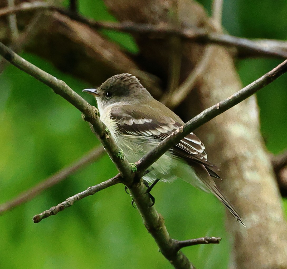 Willow Flycatcher - ML619618356