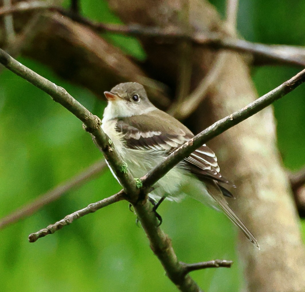 Willow Flycatcher - ML619618357