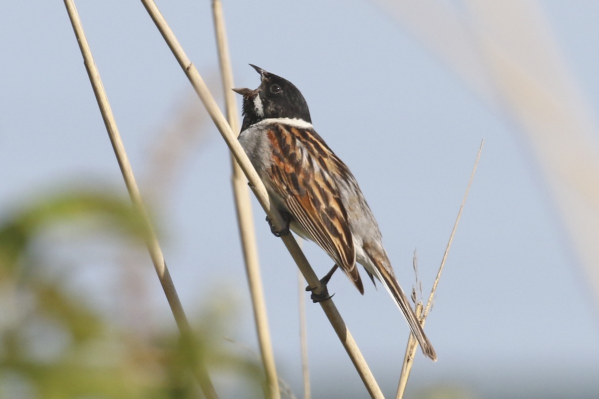 Reed Bunting - Steven Whitebread