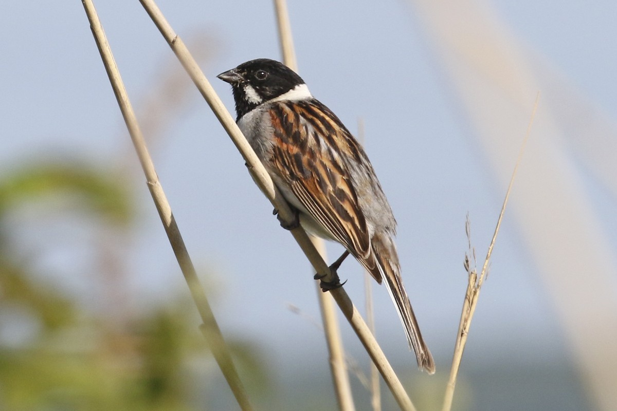 Reed Bunting - Steven Whitebread