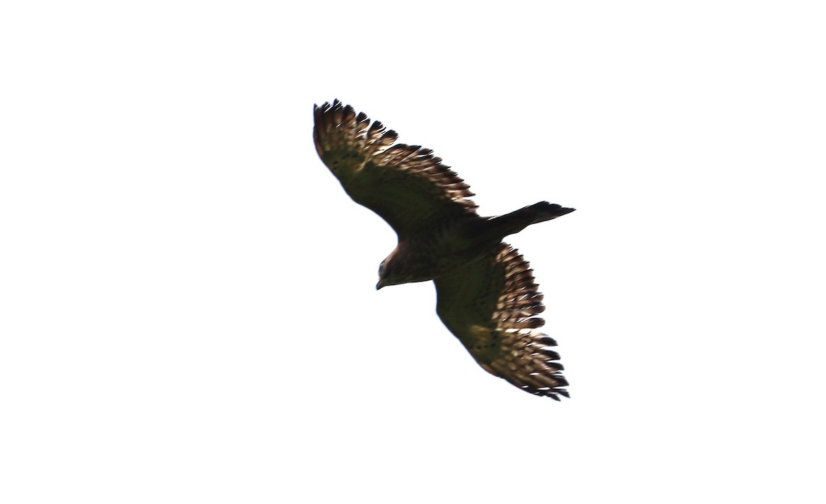 Broad-winged Hawk - MA 2