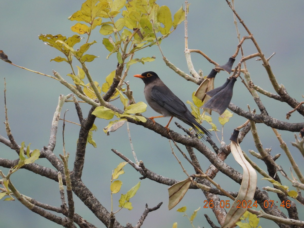 Indian Blackbird - Prachee J