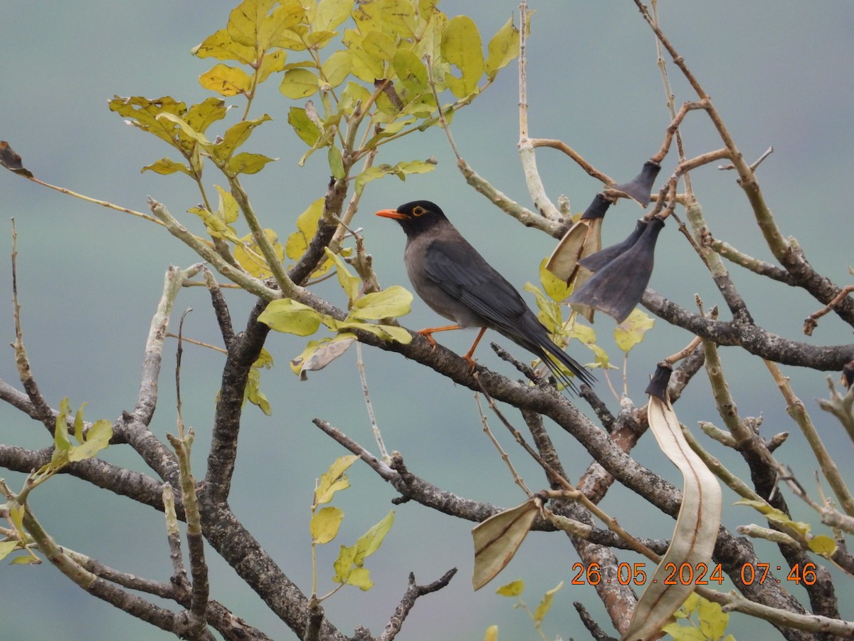 Indian Blackbird - ML619618375