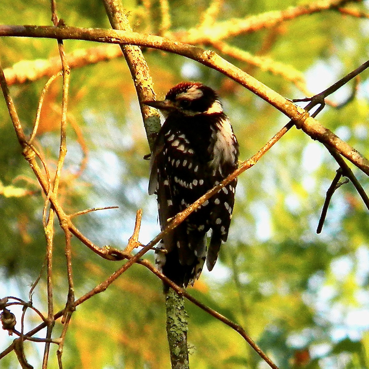 Downy Woodpecker - Bob Peterson