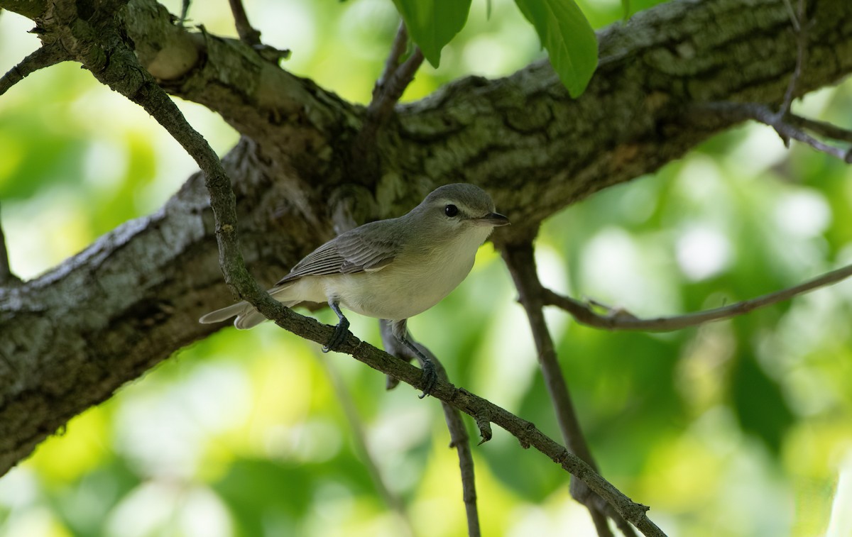 Warbling Vireo - Mike Good