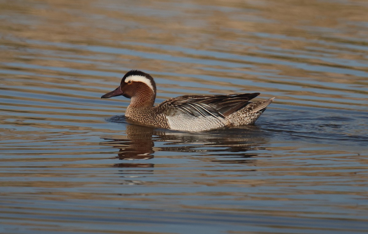 Garganey - Lázaro Garzón