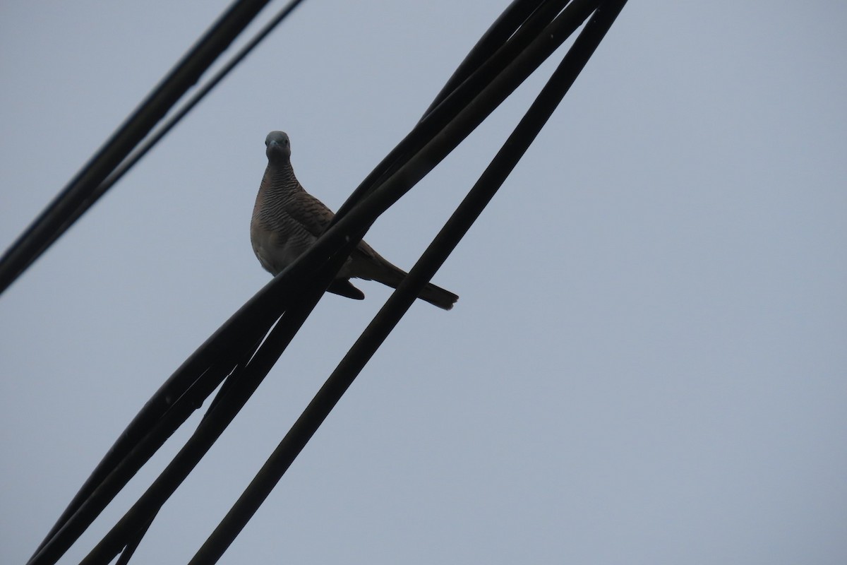 Zebra Dove - Akshita A Kumar