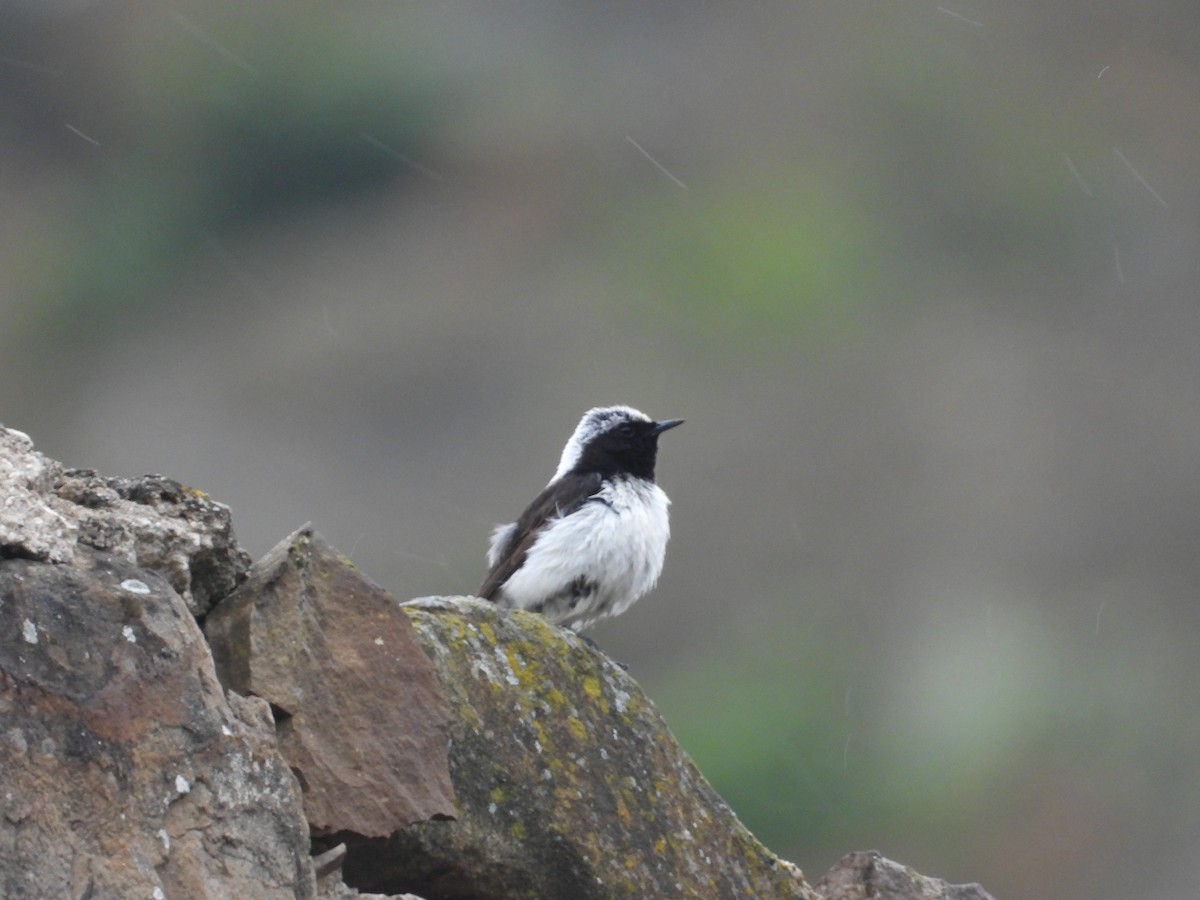 Finsch's Wheatear - Josip Turkalj