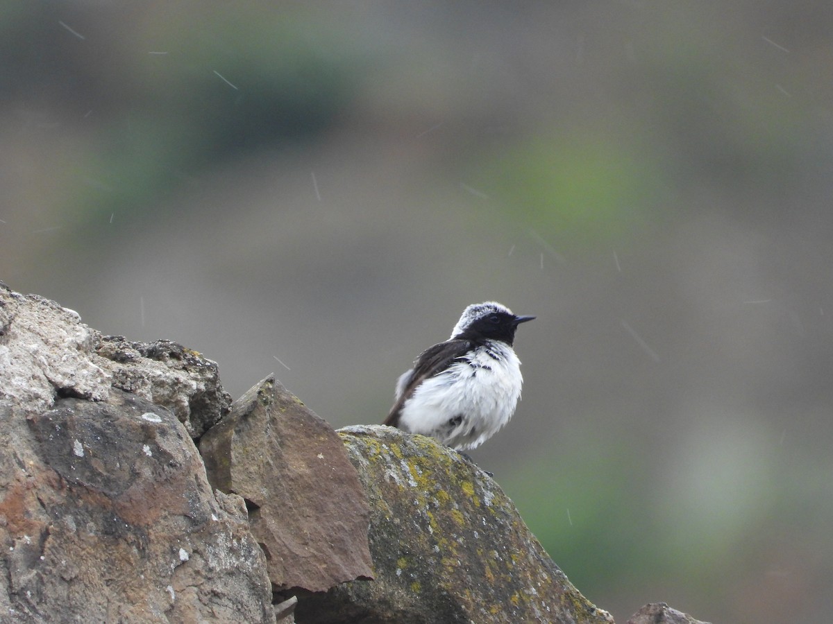 Finsch's Wheatear - Josip Turkalj