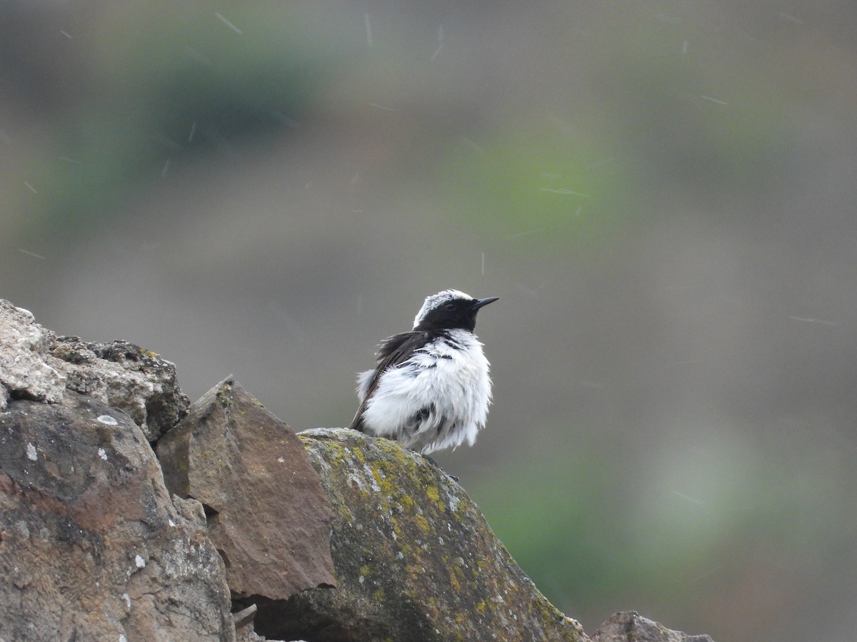 Finsch's Wheatear - ML619618392