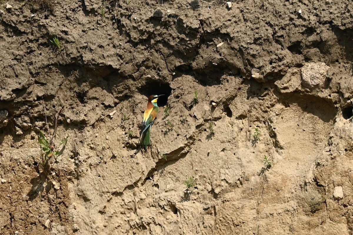 European Bee-eater - ML619618396