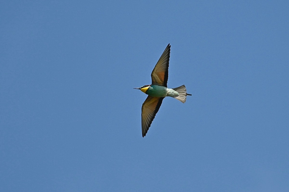 European Bee-eater - ML619618399