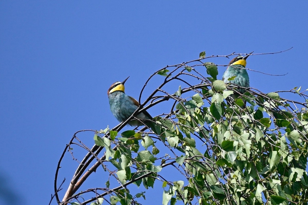 European Bee-eater - ML619618400