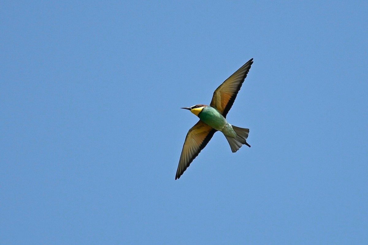 European Bee-eater - ML619618401